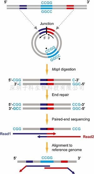 卢煜明PNAS发表新成果，在母体血浆中发现环状DNA