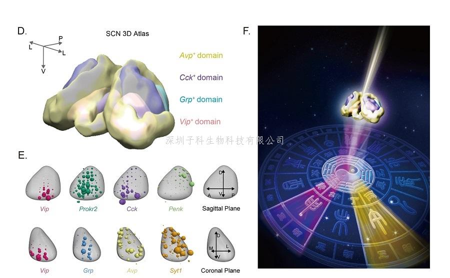 《自然-神经科学》：单细胞技术首次对昼夜节律中枢SCN进行全面分析