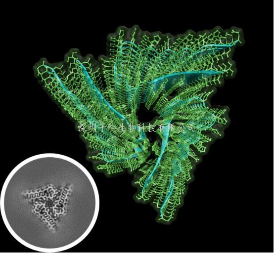 《Science》世界第一个原生淀粉样蛋白结构解析