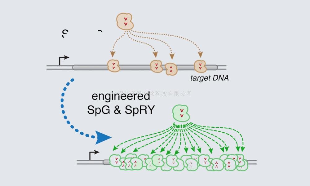 基因组编辑界的又一大进步：几乎对PAM无依赖性的Cas9变体