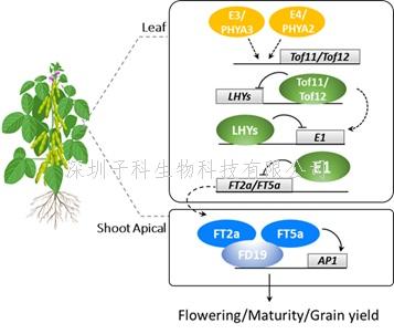 广州大学生科院Nature Genetics发文：首次系统报道开花期基因的进化与选择分子机制