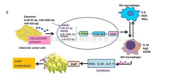 首都医科大学团队揭示外泌体miRNA促进结直肠癌转移的机理