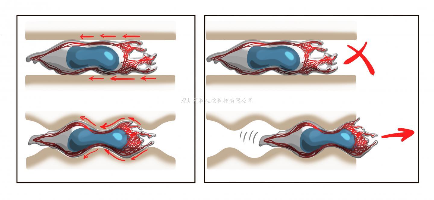 人造“跑道”解释细胞迁移的基本生物力学原理