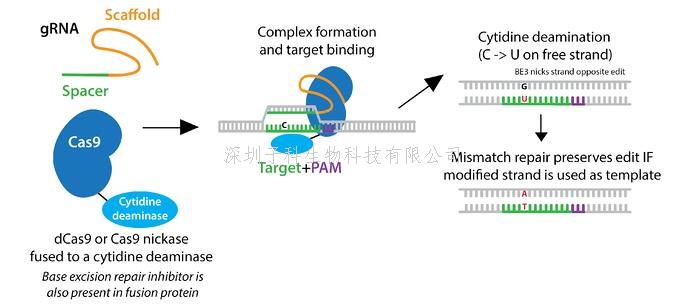 从胞嘧啶到腺嘌呤，从单碱基到双碱基：碱基编辑器的演化之旅