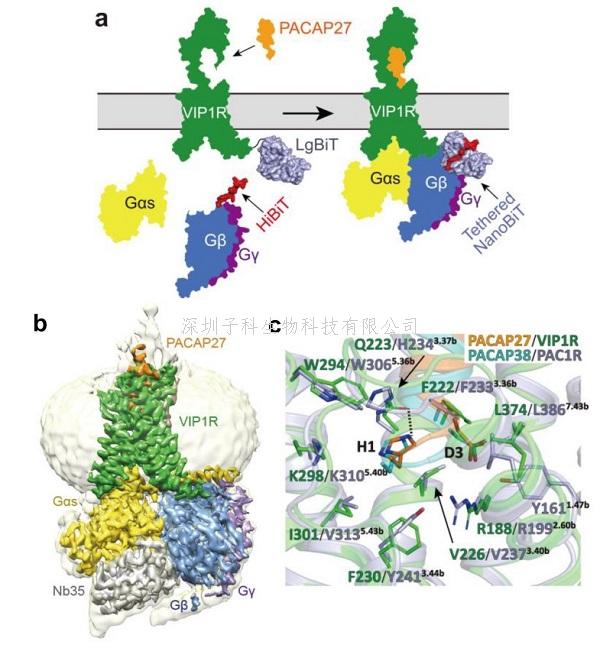 人血管活性肠肽受体1的结构与功能研究取得重大进展