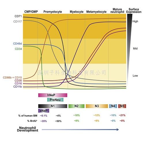 Immunity报告生成中性粒细胞的稀有干细胞