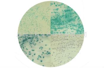 金黄色葡萄球菌显色培养基