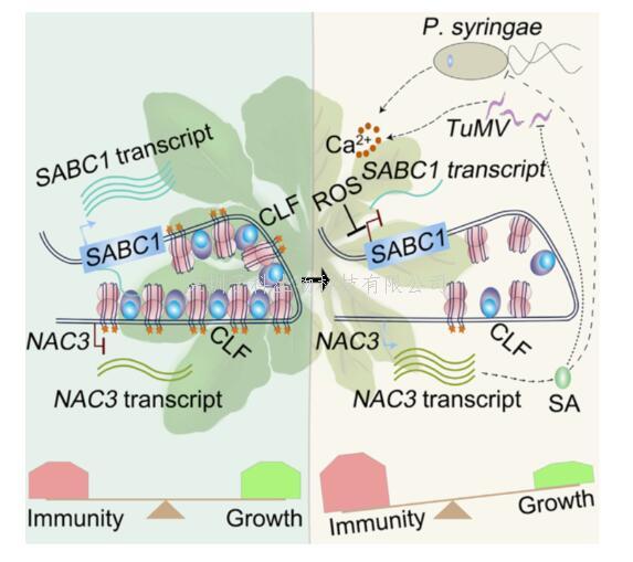 钱伟强课题组与合作者揭示lncRNA平衡植物免疫和生长的分子机制