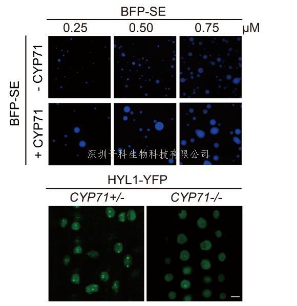 清华大学生命学院戚益军课题组揭示植物Dicing body形成及miRNA生成的调控因子