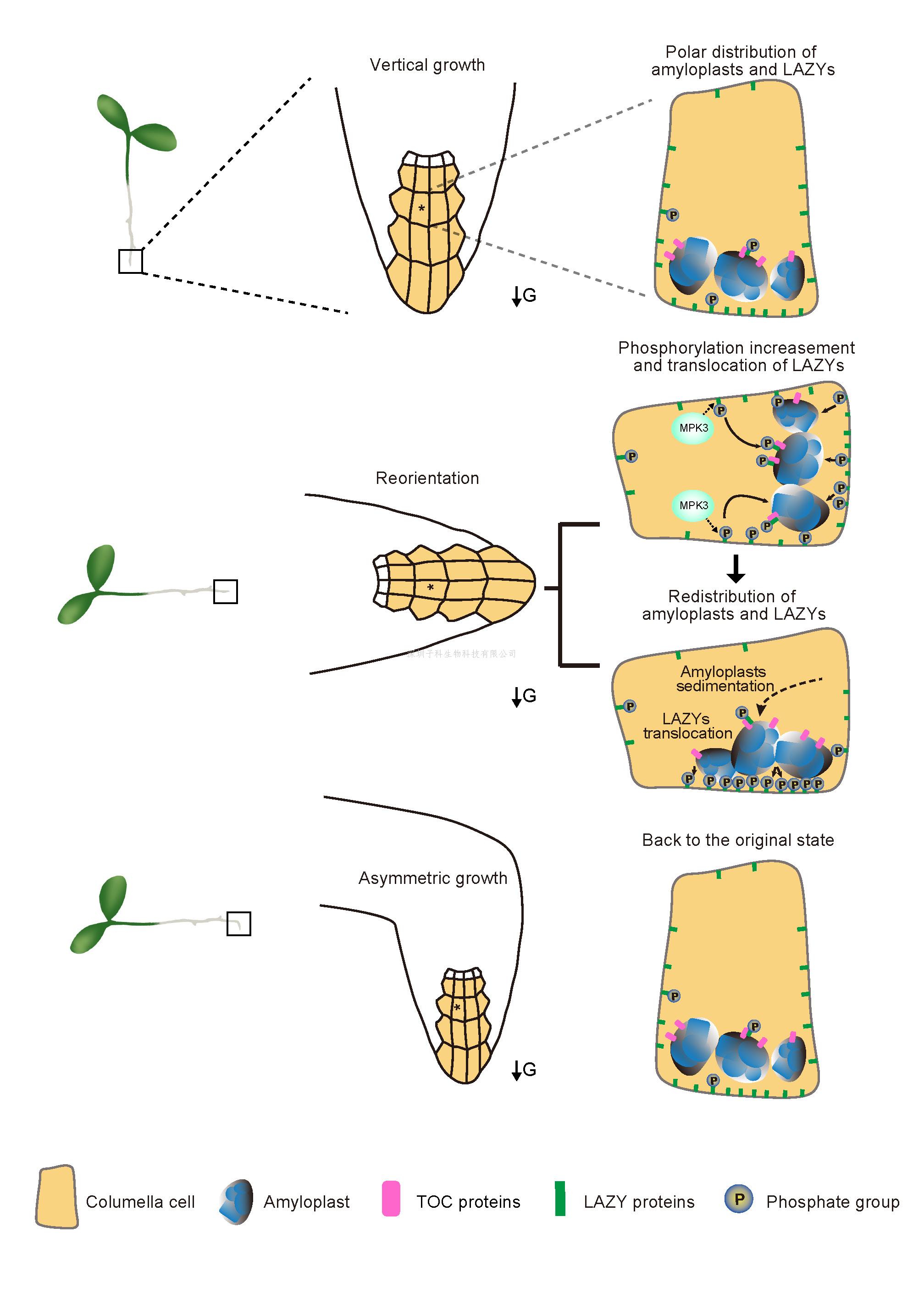 清华大学陈浩东课题组与合作者揭示植物感受重力的分子机制