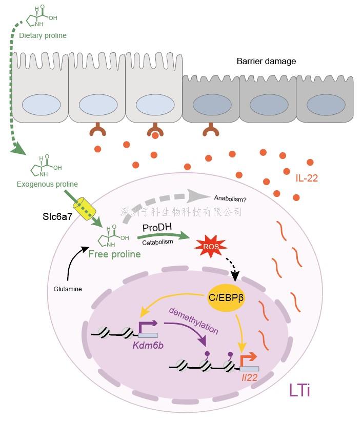 Nat Metab|钟超团队揭示外源脯氨酸对肠道稳态的重要调节作用
