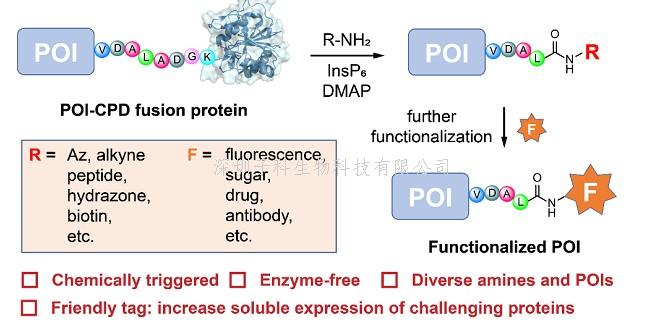 Nat Commun | 上海药物所发展蛋白质C端化学修饰新方法