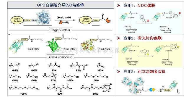 Nat Commun | 上海药物所发展蛋白质C端化学修饰新方法