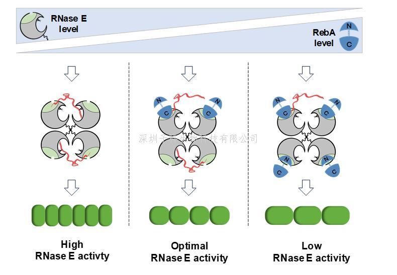 RNA世界的警察与督查：中国学者揭示细菌RNA代谢调控新机制