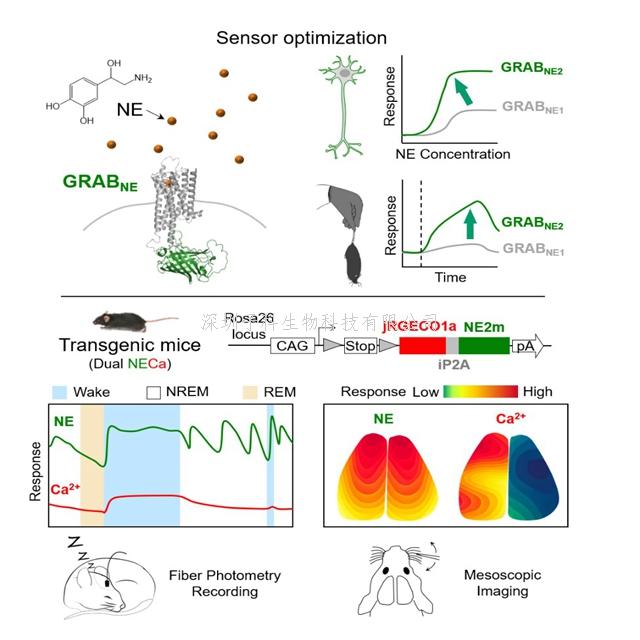 生命科学学院李毓龙实验室新升级第二代去甲肾上腺素探针助力活体神经递质研究