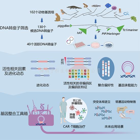 我国学者在DNA转座子多样性研究和基因工程技术开发方面取得进展