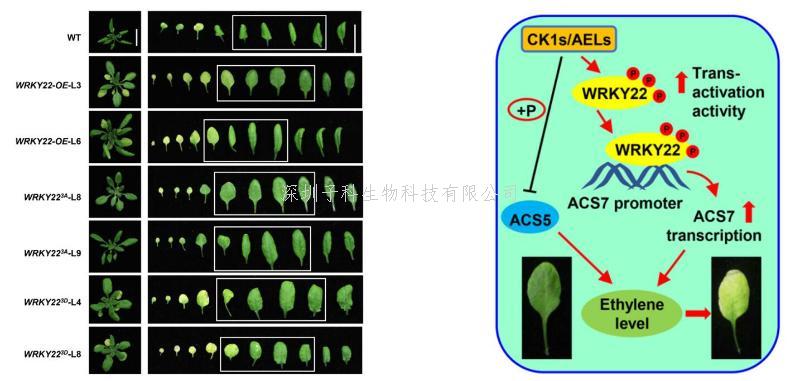 上海交大薛红卫教授团队发现酪蛋白激酶AELs调控植物衰老的新机制